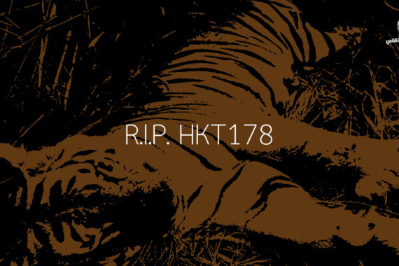 ผืนป่าที่ไร้พรมแดนของ ‘เสือโคร่ง’ และบทเรียนจากการตายของ HKT178