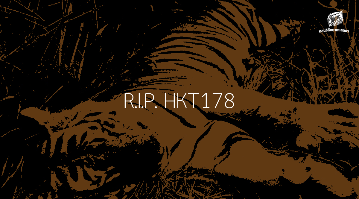 ผืนป่าที่ไร้พรมแดนของ ‘เสือโคร่ง’ และบทเรียนจากการตายของ HKT178