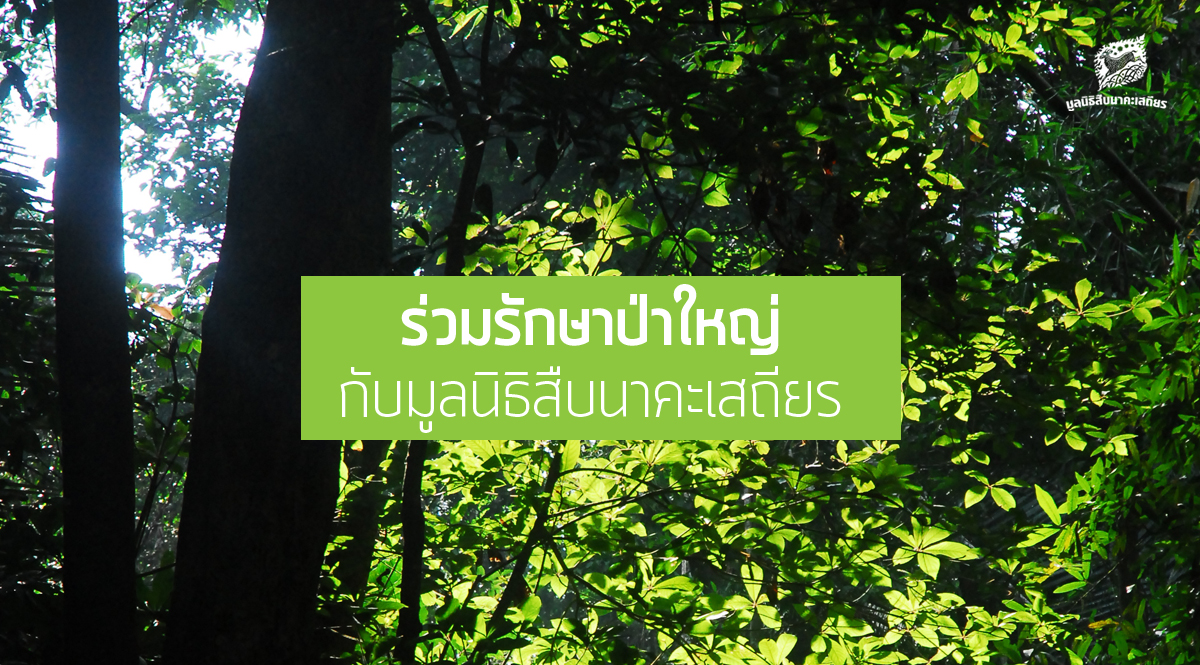 รายนามผู้ร่วมรักษาป่าใหญ่ผ่าน Bangchak – Cards ประจำปี 2559