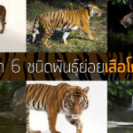 รู้จัก 6 ชนิดพันธุ์ย่อยของ ‘เสือโคร่ง’