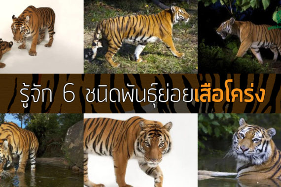 รู้จัก 6 ชนิดพันธุ์ย่อยของ ‘เสือโคร่ง’