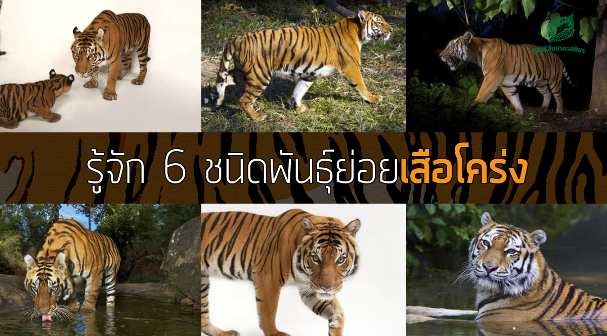 รู้จัก 6 ชนิดพันธุ์ย่อยของ ‘เสือโคร่ง’