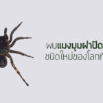 พบ ‘แมงมุมฝาปิดโบราณ’ ชนิดใหม่ของโลกที่แม่วงก์