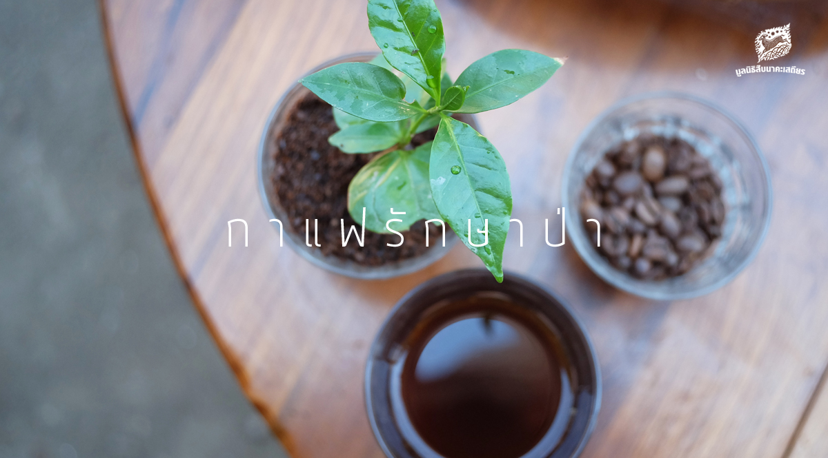 กาแฟรักษาป่า EP 1