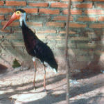 การพบนกกระสาคอขาวปากแดงในประเทศไทย