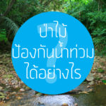 ป่าไม้ ป้องกันน้ำท่วม ได้อย่างไร ?