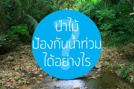 ป่าไม้ ป้องกันน้ำท่วม ได้อย่างไร ?