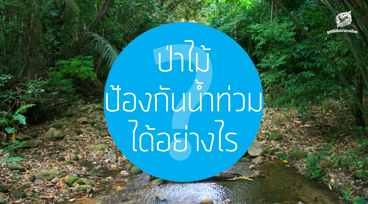 ป่าไม้ ป้องกันน้ำท่วม ได้อย่างไร ?