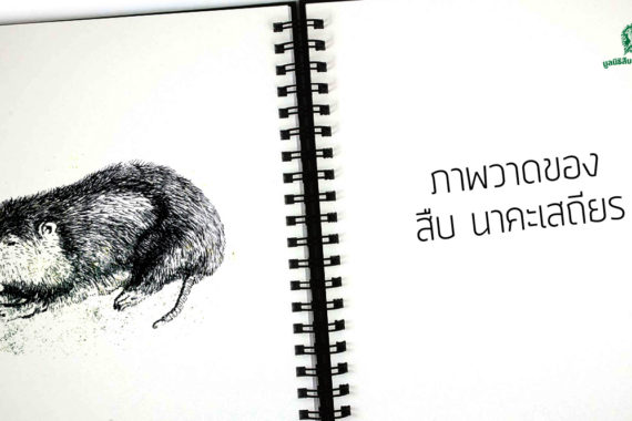 ภาพวาด สัตว์ป่า