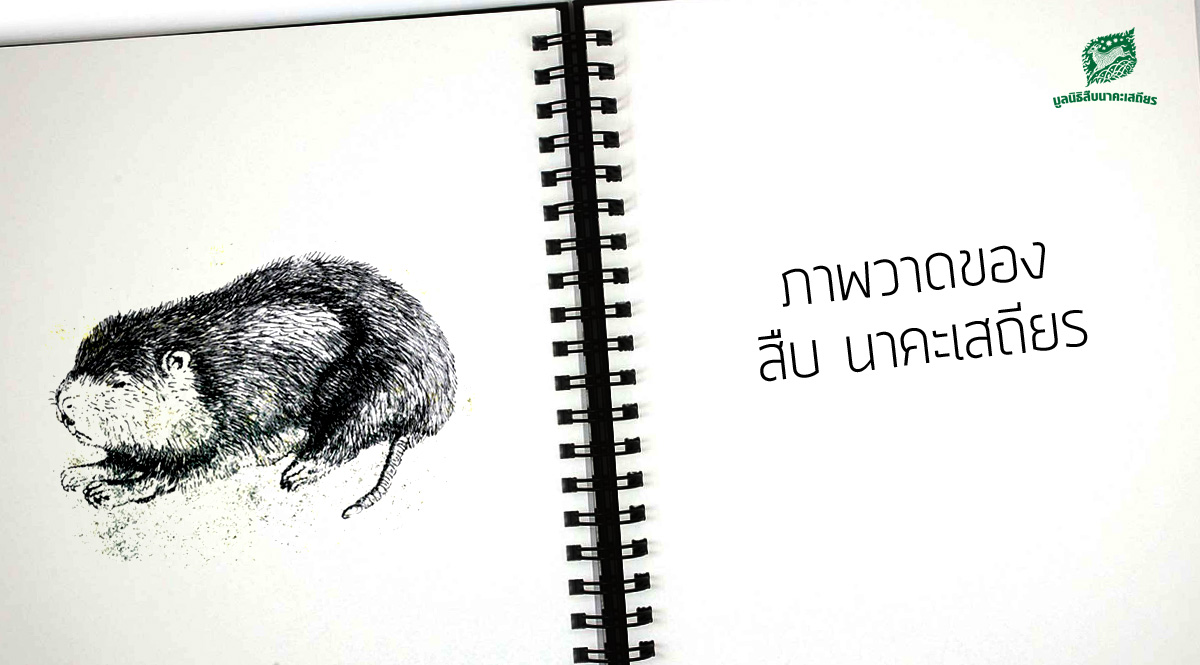 ภาพวาด สัตว์ป่า