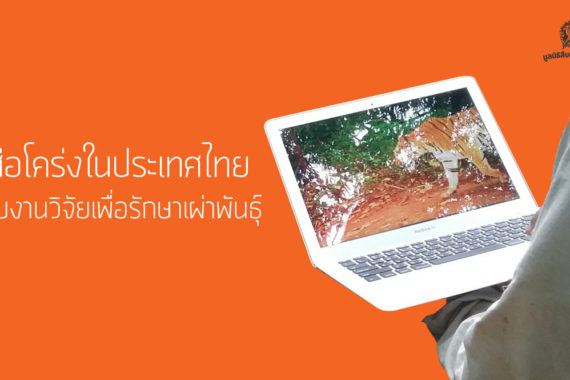 เสือโคร่งในประเทศไทย กับงานวิจัยเพื่อรักษาเผ่าพันธุ์