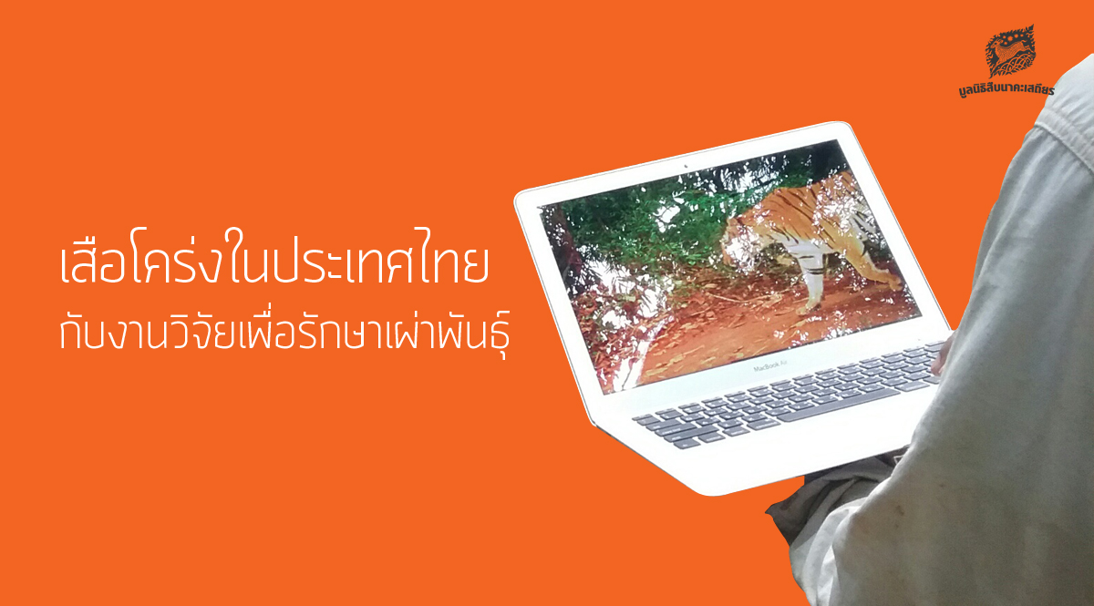 เสือโคร่งในประเทศไทย กับงานวิจัยเพื่อรักษาเผ่าพันธุ์