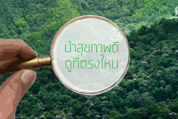 ป่าสุขภาพดี ดูที่ตรงไหน