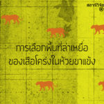การเลือกพื้นที่ล่าเหยื่อของเสือโคร่งในห้วยขาแข้ง