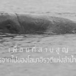 เพื่อนที่สาบสูญ : การจากไปของโลมาอิรวดีแห่งลำน้ำโขง