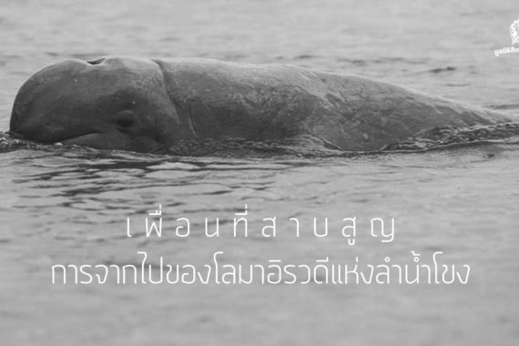 เพื่อนที่สาบสูญ : การจากไปของโลมาอิรวดีแห่งลำน้ำโขง