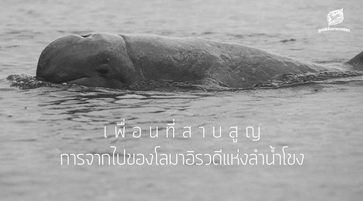 เพื่อนที่สาบสูญ : การจากไปของโลมาอิรวดีแห่งลำน้ำโขง