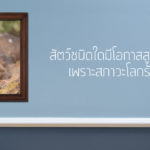 สัตว์ชนิดใดมีโอกาสสูญพันธุ์เพราะสภาวะโลกร้อน