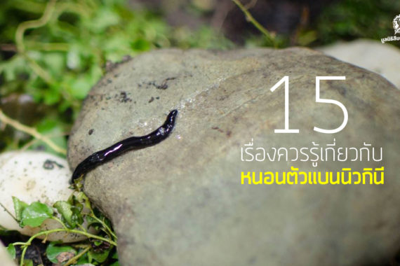 15 เรื่องควรรู้เกี่ยวกับ หนอนตัวแบนนิวกีนี