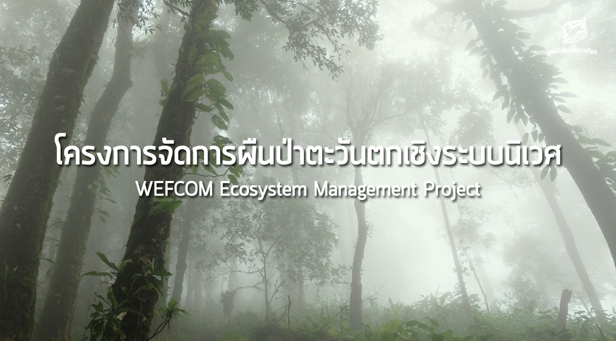 โครงการจัดการผืนป่าตะวันตกเชิงระบบนิเวศ  WEFCOM Ecosystem Management Project