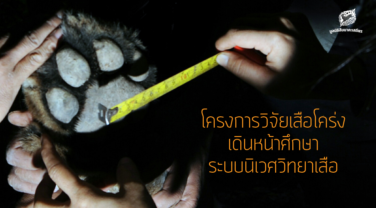 โครงการวิจัยเสือโคร่งเดินหน้าศึกษาระบบนิเวศวิทยาเสือ