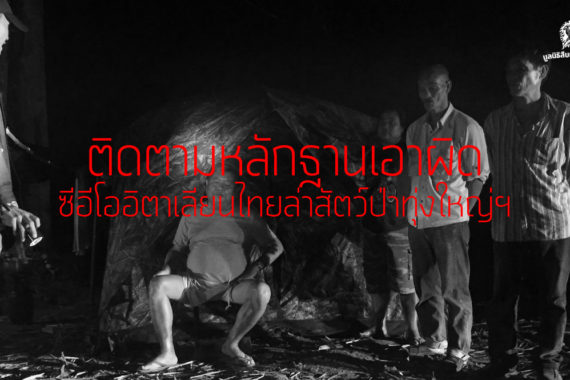 ติดตามหลักฐานเอาผิด ซีอีโออิตาเลียนไทยล่าสัตว์ป่าทุ่งใหญ่ฯ # 2