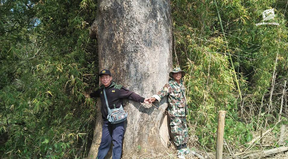 ลาดตระเวนรักษาป่าสงวนแห่งชาติ รอบผืนป่ามรดกโลกห้วยขาแข้ง