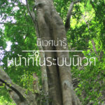 นิเวศน่ารู้ – หน้าที่ในระบบนิเวศ