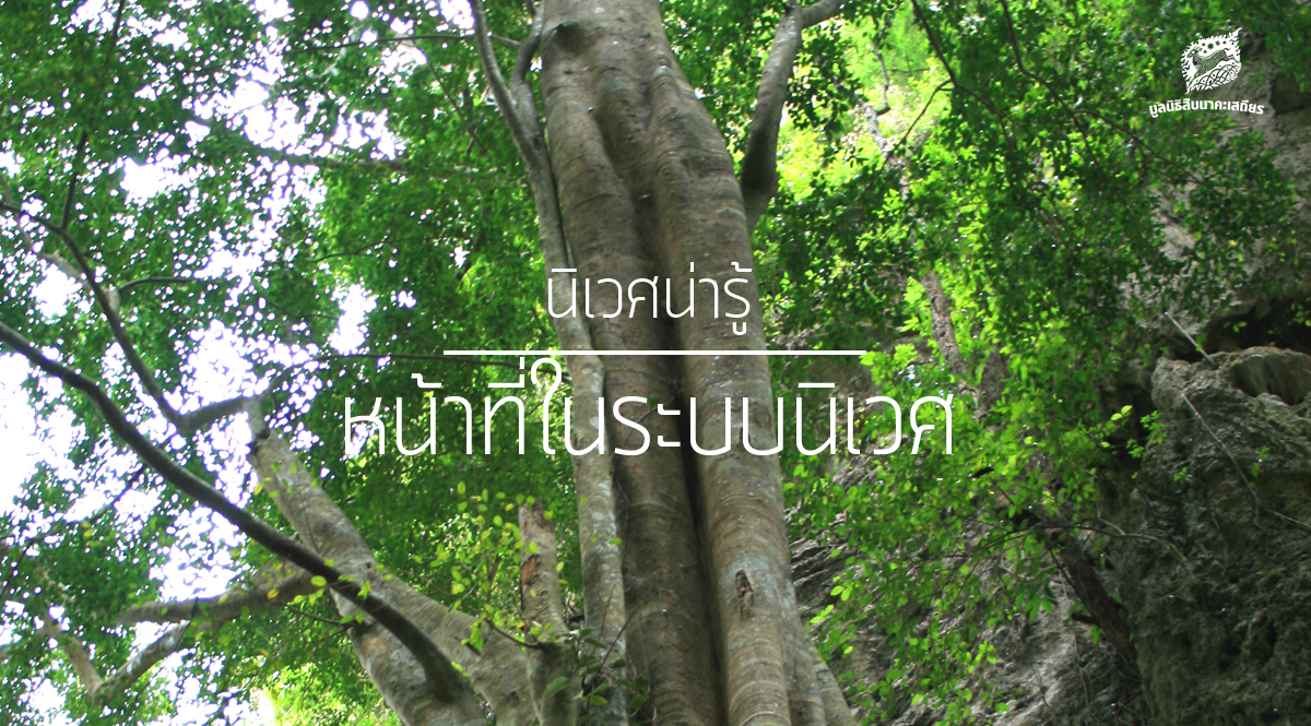 นิเวศน่ารู้ – หน้าที่ในระบบนิเวศ