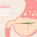 การกระจายพันธุ์ของตั๊กแตนกิ่งไม้ด้วยการถูกนกกิน