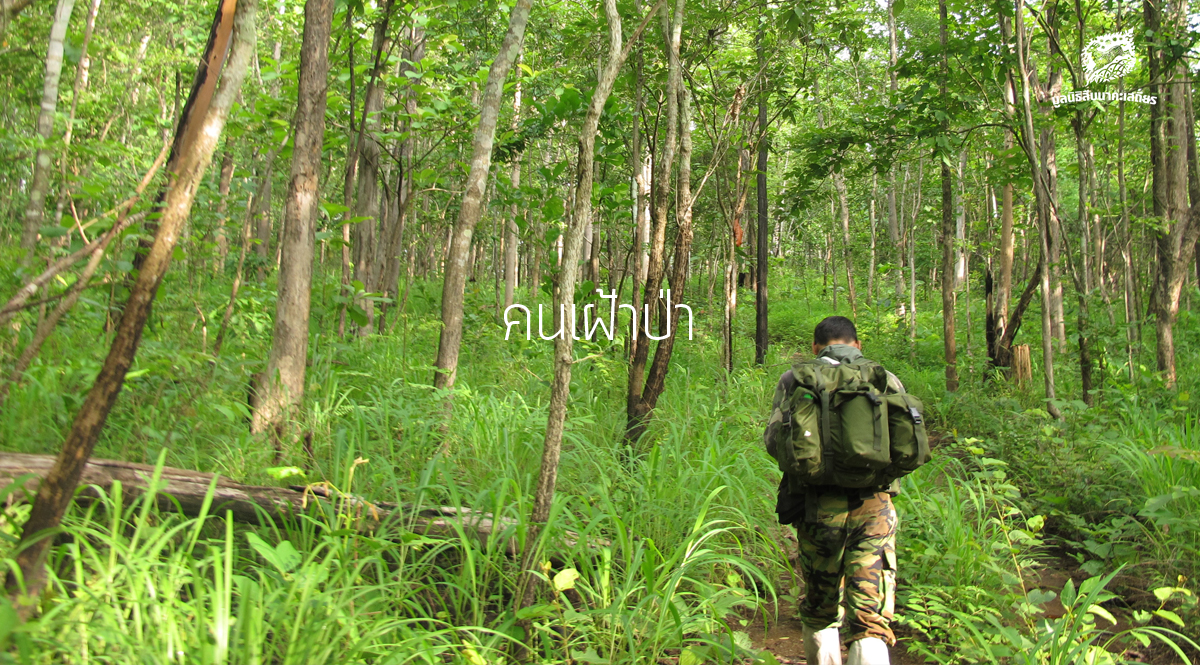 คนเฝ้าป่า – พิชัยยุทธ จันทร์กลับ