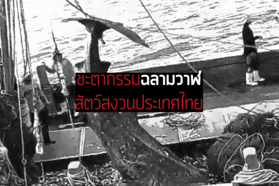 ชะตากรรม ‘ฉลามวาฬ’ อนาคตสัตว์สงวนประเทศไทย