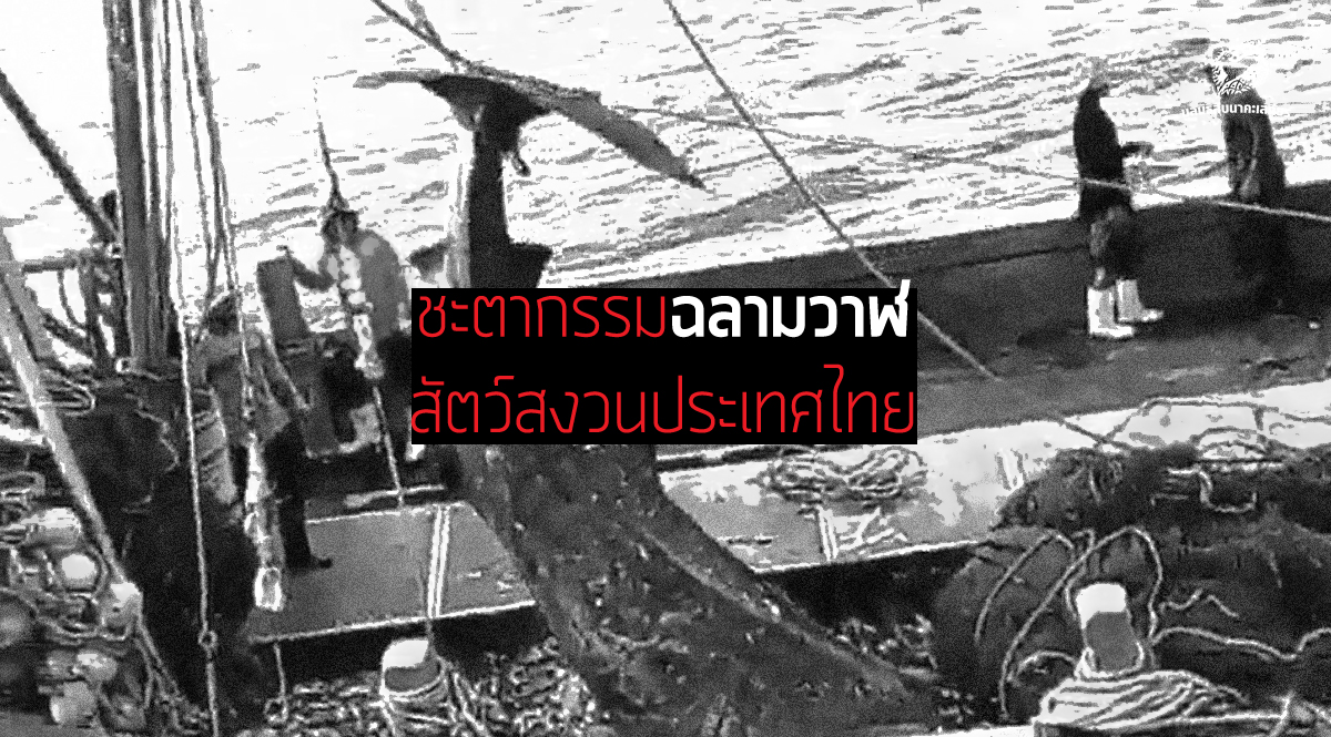 ชะตากรรม ‘ฉลามวาฬ’ อนาคตสัตว์สงวนประเทศไทย