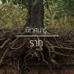 นิเวศน่ารู้ – เรื่องราก