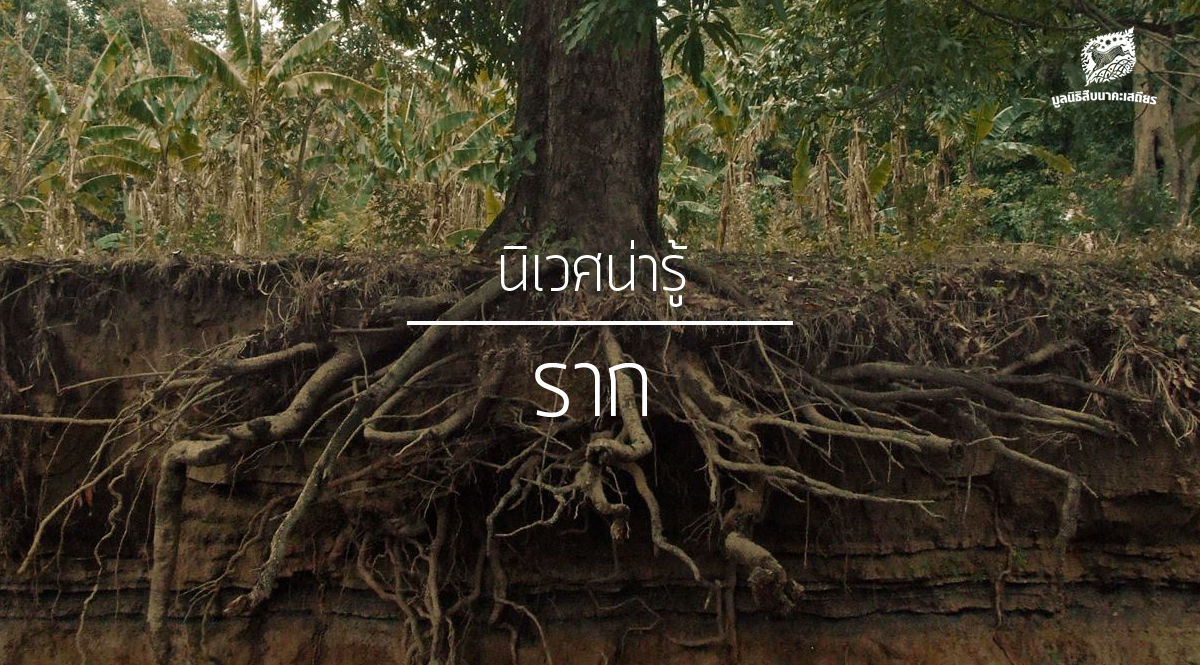 นิเวศน่ารู้ – เรื่องราก