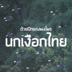 ด้วยปีกแห่งพงไพร นกเงือกไทย