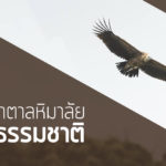 แร้งสีน้ำตาลหิมาลัยคืนสู่ธรรมชาติ