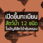 เปิดขึ้นทะเบียนสัตว์น้ำ 12 ชนิดในบัญชีสัตว์ป่าคุ้มครอง