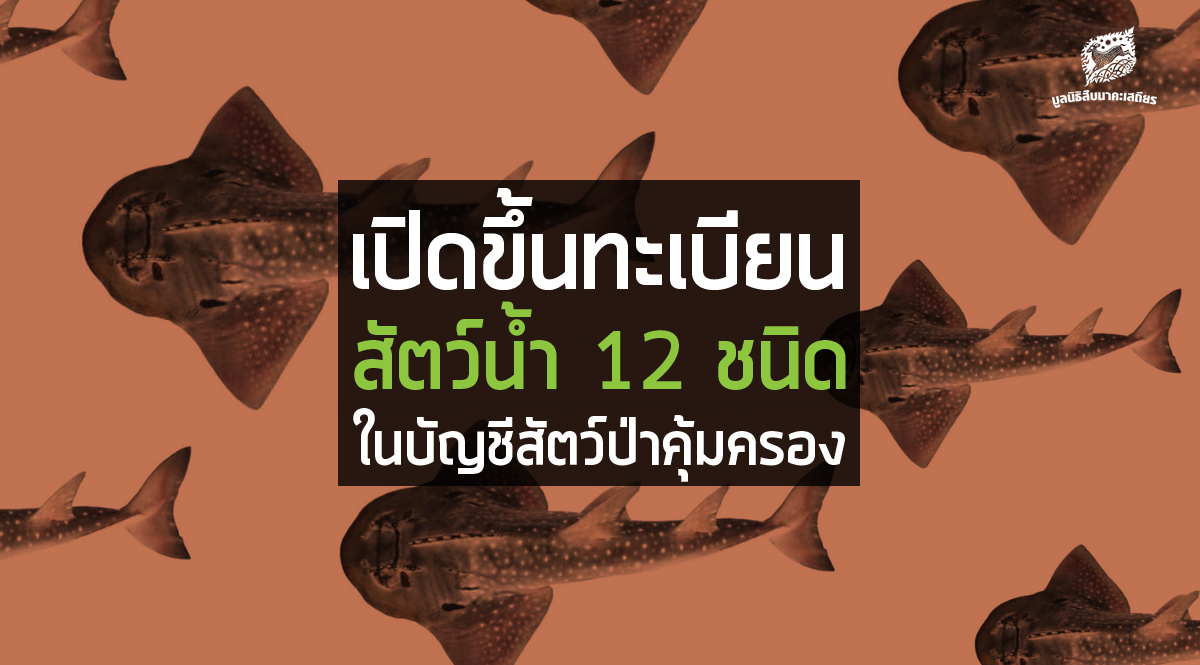 เปิดขึ้นทะเบียนสัตว์น้ำ 12 ชนิดในบัญชีสัตว์ป่าคุ้มครอง