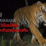 งานวิจัยชี้ กิจกรรมของมนุษย์ทำให้สัตว์เริ่มเปลี่ยนมาออกหากินตอนกลางคืน