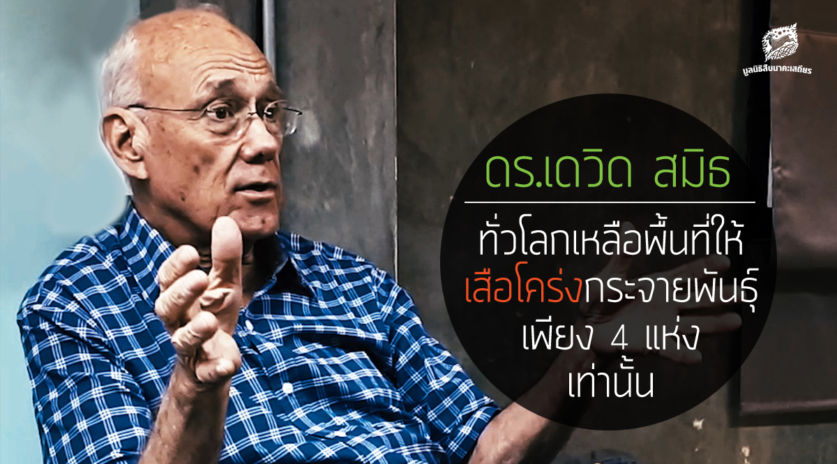 ดร.เดวิด สมิธ ทั่วโลกเหลือพื้นที่ให้เสือโคร่งกระจายพันธุ์เพียง 4 แห่งเท่านั้น