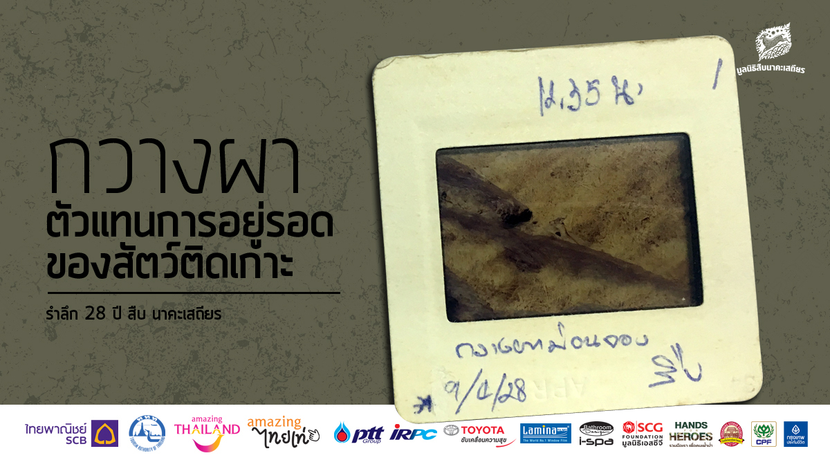 รำลึก 28 ปี สืบ นาคะเสถียร : กวางผา ตัวแทนการอยู่รอดของสัตว์ติดเกาะ