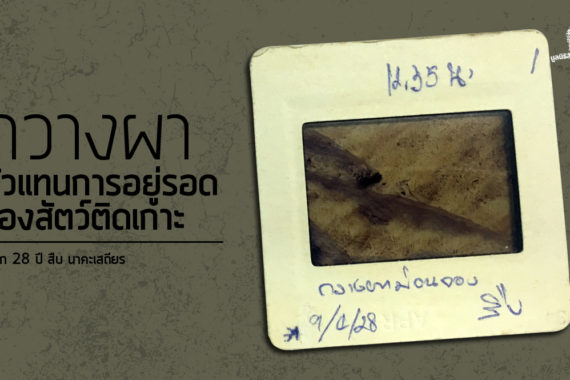 รำลึก 28 ปี สืบ นาคะเสถียร : กวางผา ตัวแทนการอยู่รอดของสัตว์ติดเกาะ