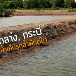 เกาะกลาง, กระบี่ วิกฤตน้ำเค็มรุกล้ำพื้นที่นา