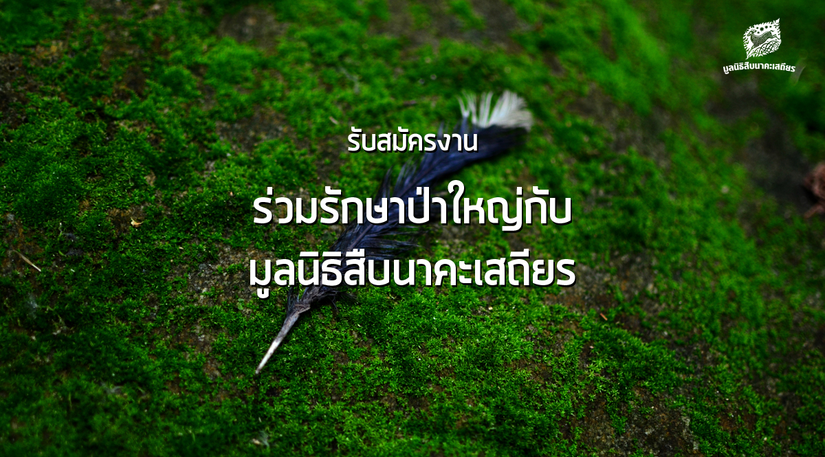 ปิด – เปิดรับสมัครงาน ร่วมรักษาป่าใหญ่กับ “มูลนิธิสืบนาคะเสถียร”