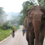 ปัญหาความขัดแย้ง คน-ช้างป่า  กับโจทย์ “การอยู่ร่วมกัน อย่างยั่งยืน”