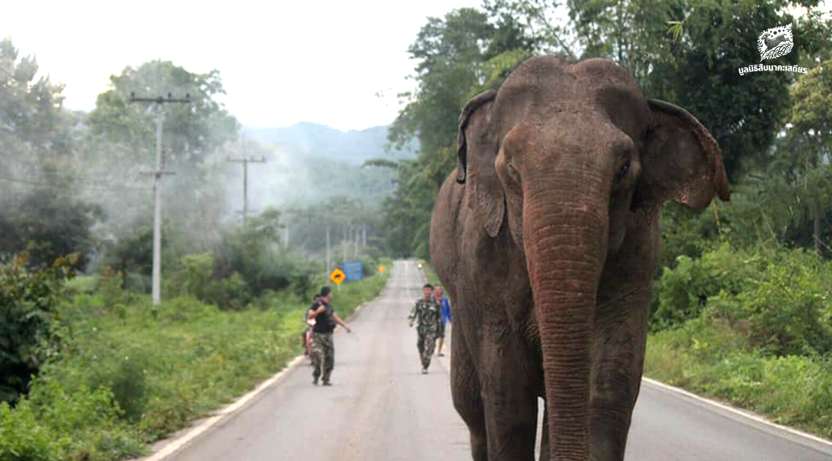 ปัญหาความขัดแย้ง คน-ช้างป่า  กับโจทย์ “การอยู่ร่วมกัน อย่างยั่งยืน”