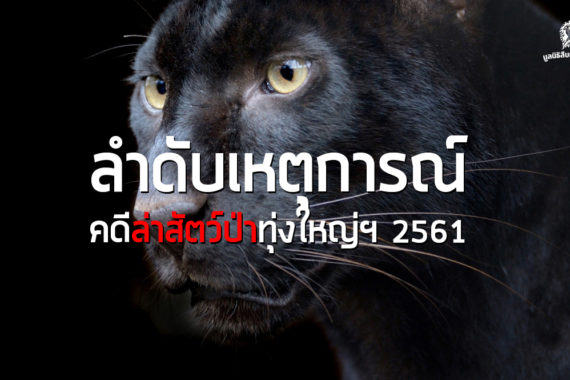 ลำดับเหตุการณ์คดีล่าสัตว์ป่าทุ่งใหญ่ฯ 2561