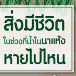 สิ่งมีชีวิตในนา หายไปไหนในช่วงน้ำในนาแห้ง ?