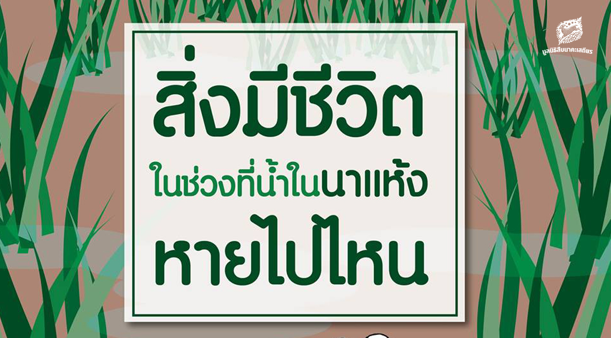 สิ่งมีชีวิตในนา หายไปไหนในช่วงน้ำในนาแห้ง ?